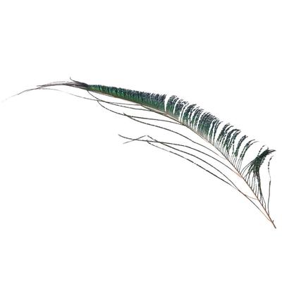 Austin Accent's Peacock Sword Loose Feather